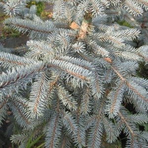 Smrek pichľavý (Picea Pungens) ´ERICH FRAHM´  výška: 40-60 cm, kont. C7.5L